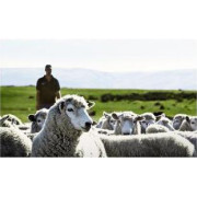紐西蘭 Silver Fern Farms 羊卷肉片 ( 300克 )